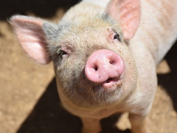 Vegan protesters take aim at Southern Downs piggery’s planned expansion