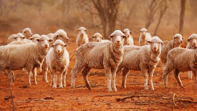 Premier Gladys Berejiklian said farmers are facing one of the driest winters on record. Picture: Sam Ruttyn