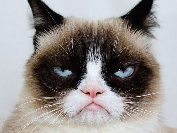 INTERNET IMAGE: Grumpy cat puts on a sad face.