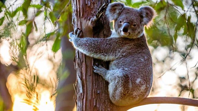 AT ODDS: Environment Minister Leeanne Enoch says Gympie region landowners who want to volunteer to make their properties special wildlife reserves can now do so, but Tony Perrett claims these landowners will be 