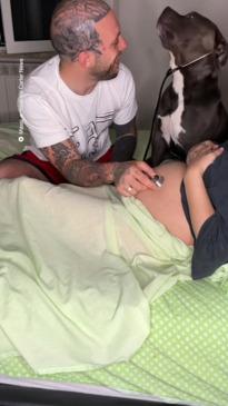 Dog hears a baby's heartbeat through a stethoscope