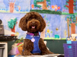 30/09/2021: Wheenie - This South Australian Miniature Schnoodle  works as a therapy dog at Settlers farm Primary School. Picture Kelly Barnes