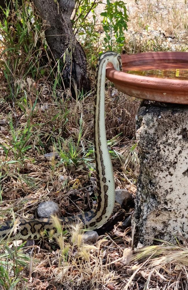 The python was found roughly 60cm off the ground. Picture: Jeanie Lennard/ABC