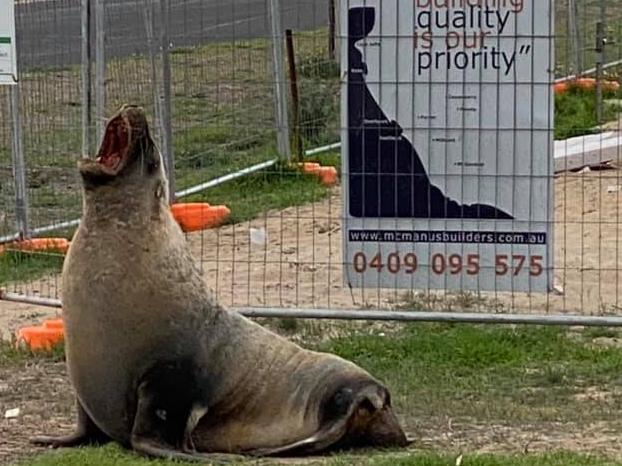 Harold the seal in Beachport, contributed by McManus Builders.