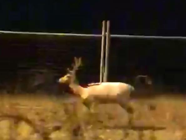 An albino deer is pictured running alongside a road in Sydney's Marsden Park at 1am in the morning. Picture: Angira Bharadwaj