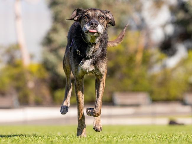 Atticus loves running, jumping, playing and sleeping. Picture: Jason Edwards