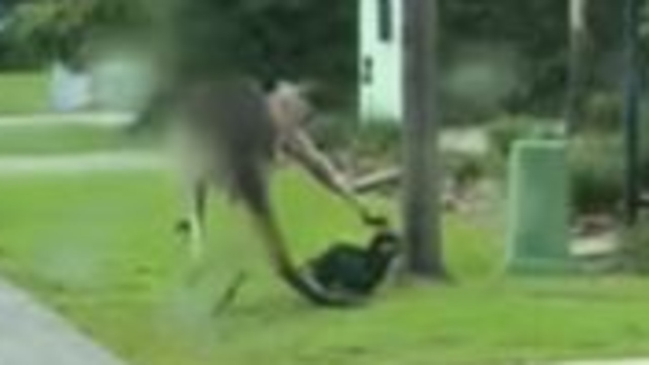 ‘Have a crack at anything’: Tiny dog runs rings around roo