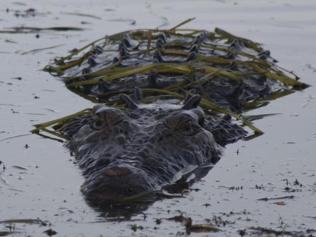 Erich Schoebinger snapped this photo of a croc 'stalking' him on a fishing charter at Corroboree Billabong.