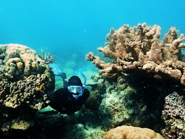 Researcher Alex Ainscough looking at coral while diving on the Great Barrier Reef