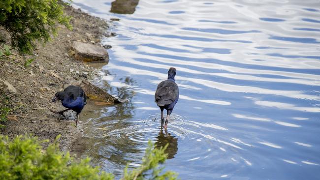 Black Swan Lake at Bundall. Picture: Jerad Williams