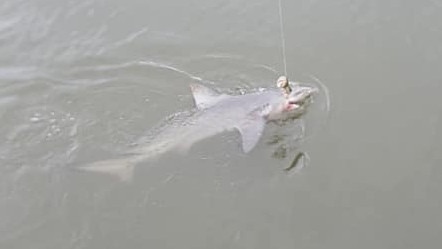 A shark that was too big to get pulled up at the Brisbane River. Picture: Dean Pettie