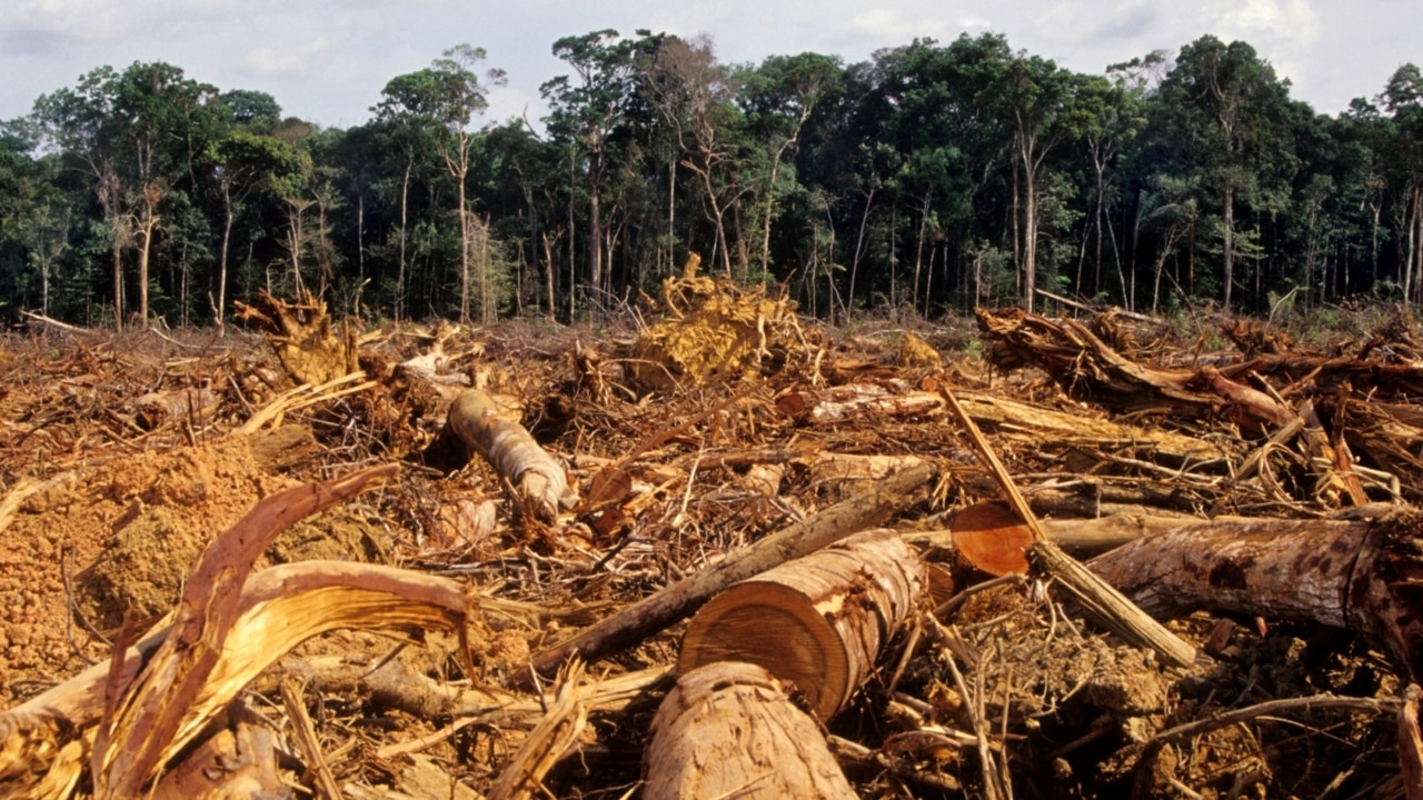deforestation articles