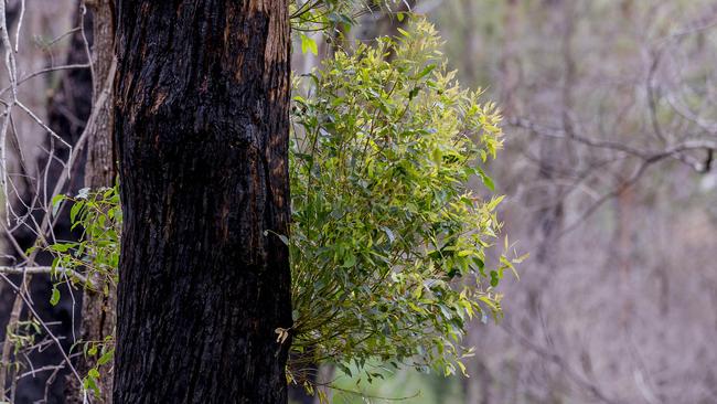 New growth springs from a tree on Binna Burra Road one year on from the bushfires. Picture: Jerad Williams