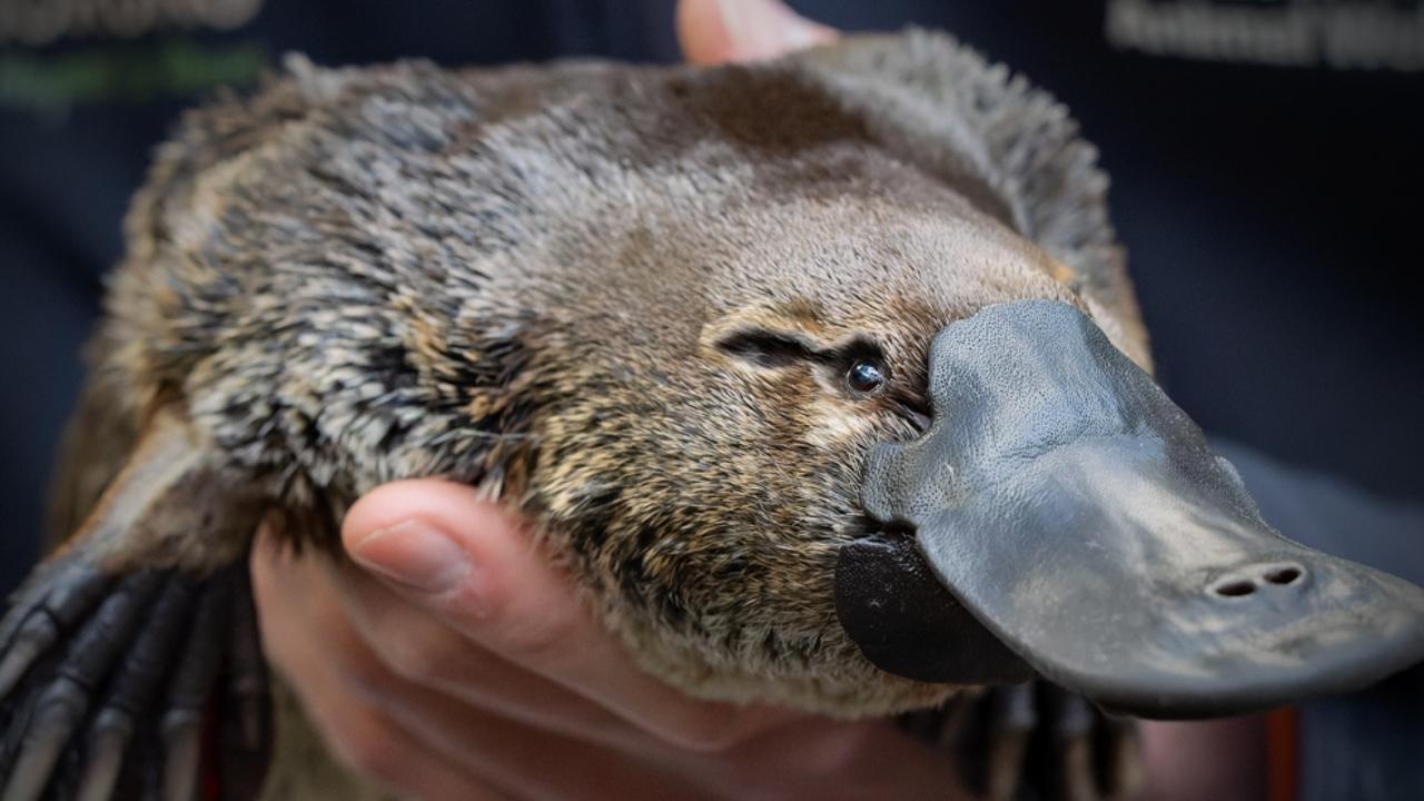 Hobart Rivulet platypus dies at Bonorong Wildlife Hospital | The Mercury