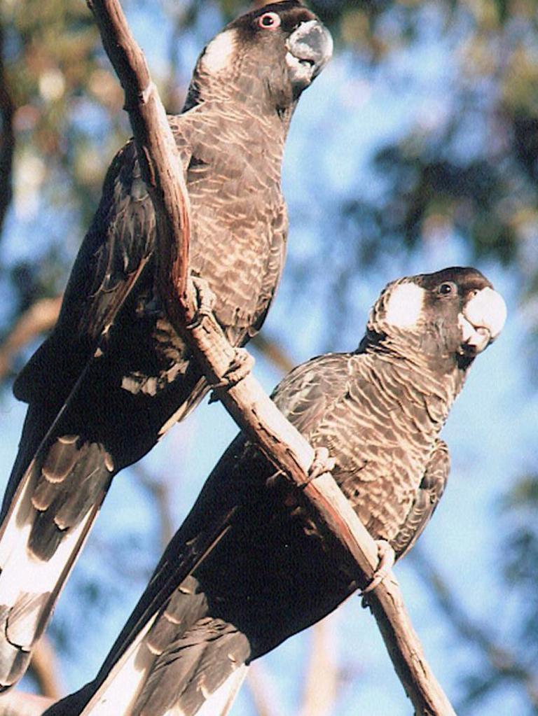 Carnaby's black cockatoo. Picture: Threatened Species Network WWF