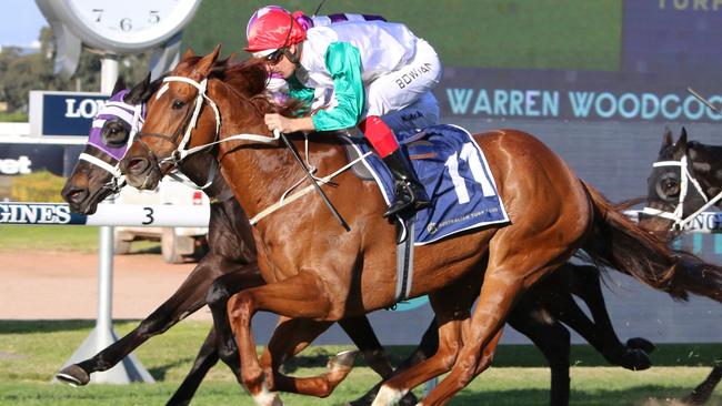 Impressive last start winner Wicklow has been strongly supported to win again at Rosehill on Saturday. Picture: Grant Guy
