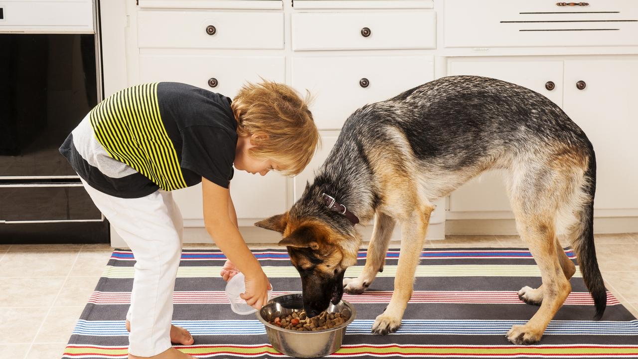 Ensure a quality store-bought pet food, or even home-cooked meals for your animal. Picture: iStock