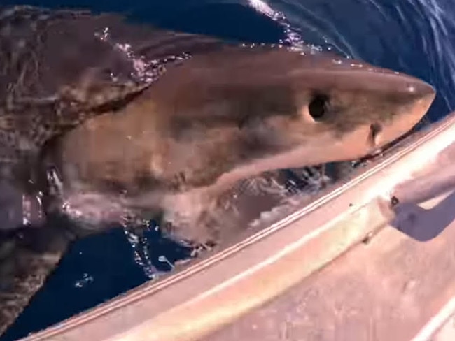 The great white shark tried to bite the side of the boat. Picture: Facebook/Jayden Grace.