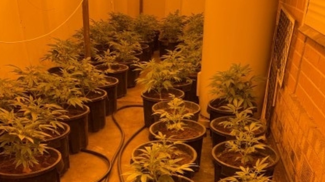 A traffic stop linked a man to four large cannabis grow houses across Adelaide. Picture: SA Police