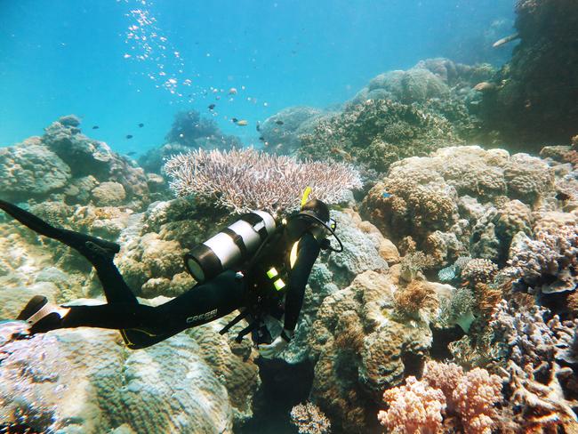 BEST PIC: A scuba diver swims over a coral garden growing on Miln Reef, part of the Great Barrier Reef Marine Park, off the coast of Cairns. PICTURE: BRENDAN RADKE