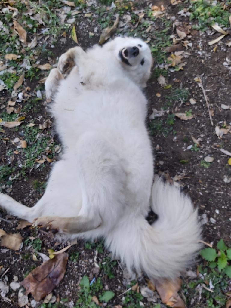 Ella the beautiful white floof enjoys a roll in the garden. Picture: Caroline