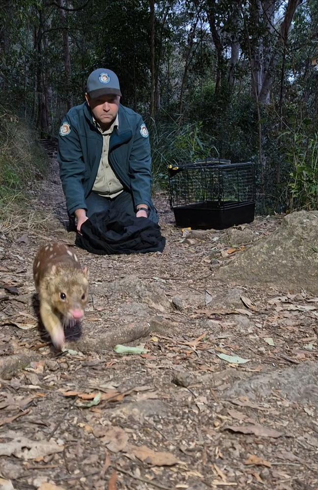 An endangered spotted-tailed quoll has been saved from perilous mangroves and released in the Downs, with how he got to Brisbane unknown. (Photo: Department of Environment, Science and Innovation)