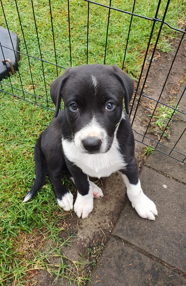 Myah: Samantha Bailey 1 year old Border Collie x