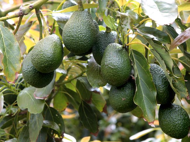 Focus - Avocado farms in Victoria's Mornington Peninsula are in full production 2 months early because of supermarket prices.Pictured is Steve Marshall. Pics by Andy Rogers