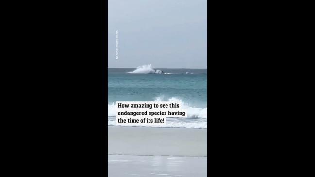 Whale breaches right off Aussie beach in amazing footage