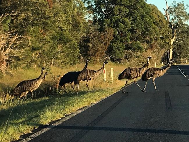 Photos of emus crossing Brooms Head. New fencing and other safety measures are to be put in place for the animals, whose population is believed to be as low as 50. Picture: Supplied