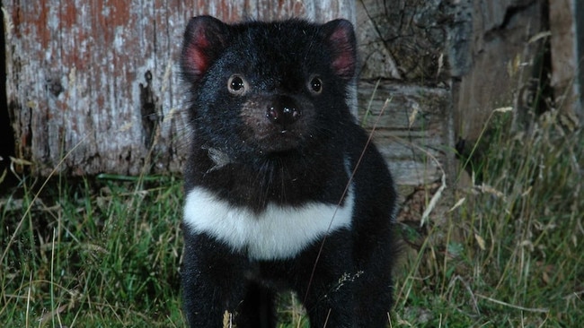 Tasmanian devils are 