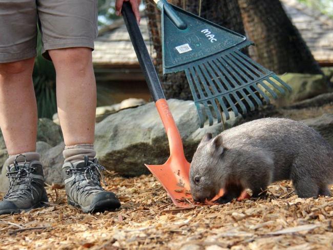 Helping out ... Chloe loves helping out surrogate mum, Evelyn Weston. Picture: Taronga Zoo.