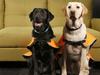How Digby and Dora will make the ‘perfect’ companion