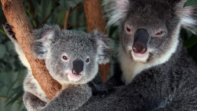 This 10-month-old koala joey is one of four juveniles to venture out for the public to see in recent weeks. Picture: Sam Ruttyn