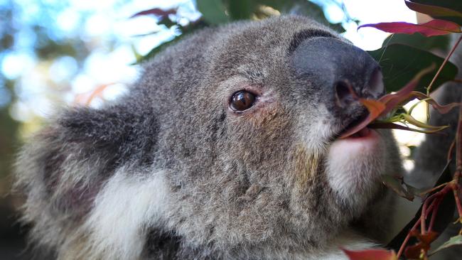 An argument over koala policy led to her defection.