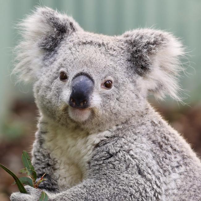 One of Australia’s native koalas. Picture: Supplied