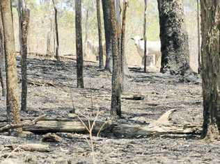 All through the Gaeta region cattle wandered aimlessly looking for food after bushfires last year destroyed what little was left. Picture: File