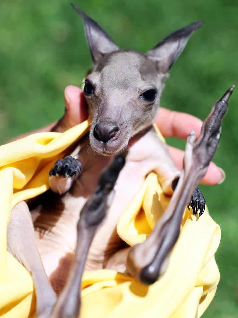 Baby kangaroo joey Lily.