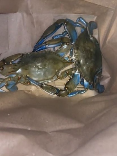 She bought two blue crabs. Picture: TikTok/contentwithcee