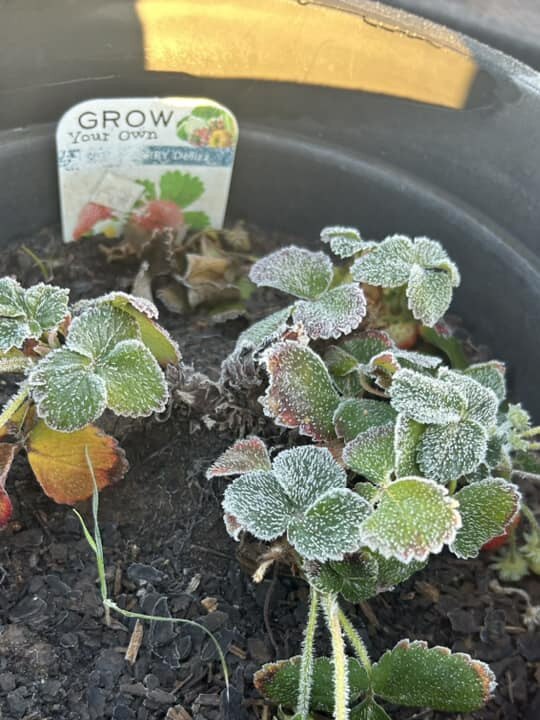 Frosty strawberries in Adelaide today. Picture: Ryder Fullarton