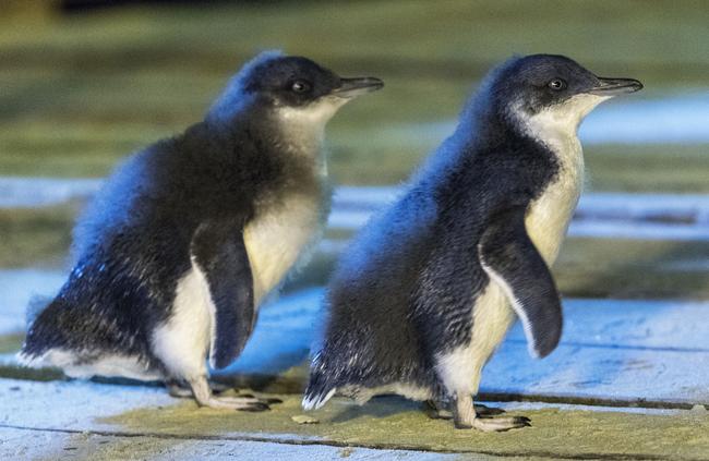 Hugo and Anjelika were probably not bred as a result of the ‘love machine’.