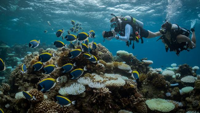 Scuba diving in the Maldives. Picture: Jay Clue