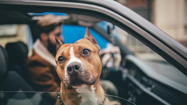 An american staffordshire terrier has been euthanised after it mauled a woman at a Condell Park home. Picture: Supplied