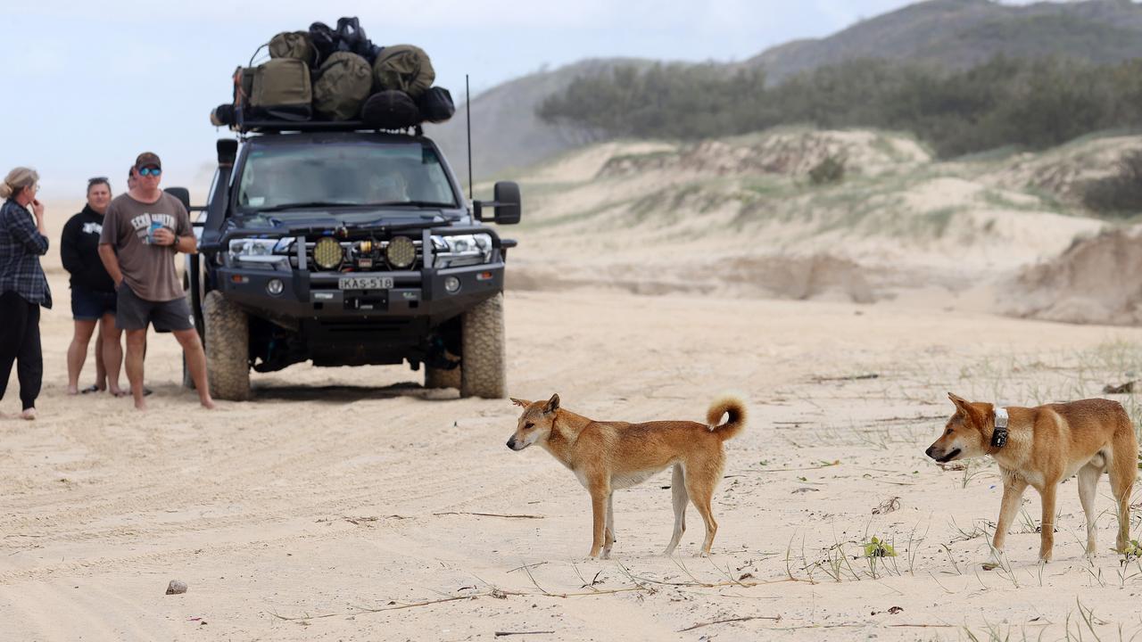 A group of visitors to the island observing dingoes on K’gari. Picture: Liam Kidston