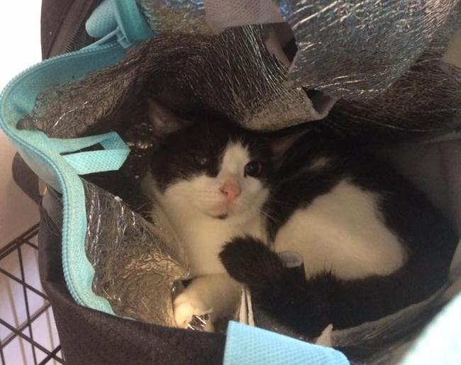 This was the sight that greeted veterinarian Christine Burke when she opened the insulated bag left outside the vet. 