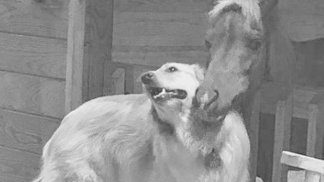 With Gentle Cuddles, Golden Retriever Comforts Rescue Horse