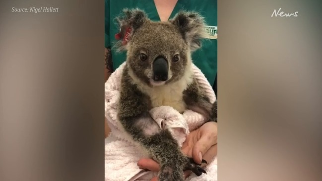 Injured koala at Currumbin Wildlife Hospital