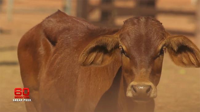 60 Minutes promo: Is beef the new iron ore?