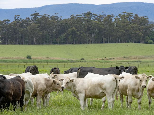 Cattle prices plummeted dramatically this year. Picture: Zoe Phillips