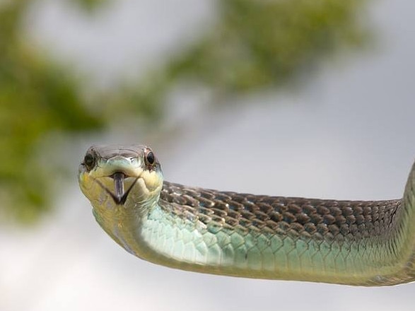 Neil Cutten has shared tips for staying safe around snakes, including this common tree snake.